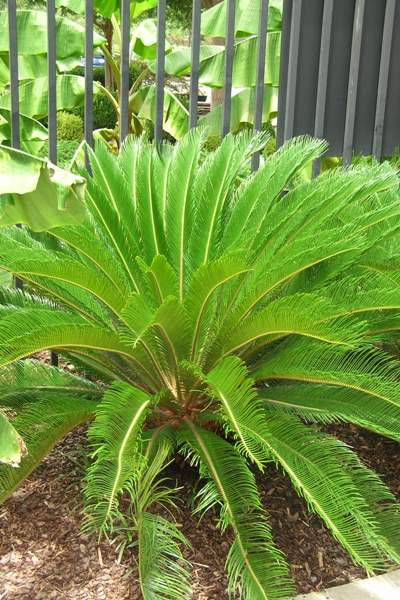 Sago Palm